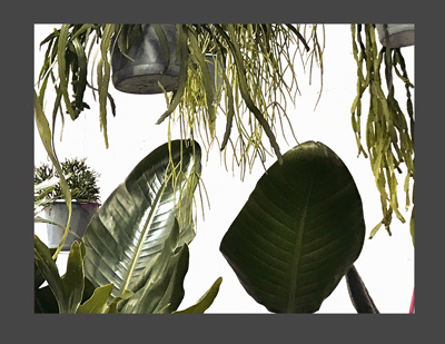 inari-kiuru-plants-and-flowers-ss